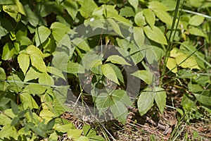 Poison Oak Plants Toxicodendron in Alabama photo