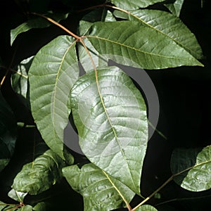 Poison oak Rhus radicans