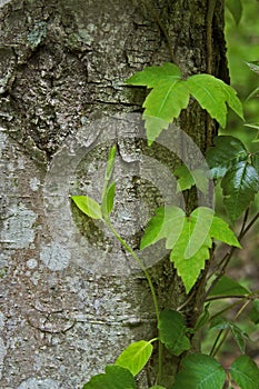Poison Oak Vine Growing on a Tree