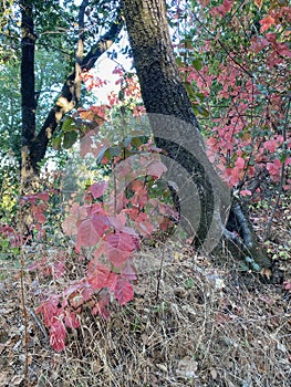 Poison Oak in the woods