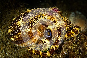 Poison ocellate octopus