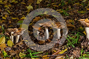 Poison Pie Mushroom Hebeloma crustuliniforme growing through the autumnal leaves photo