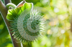 Poison plant seedpods