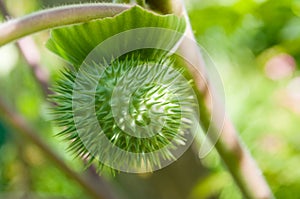 Poison plant seedpods