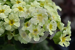 Poison primrose