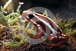 Poison red frog