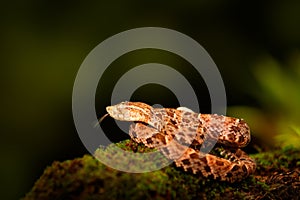 Poison snake Fer-de-lance in nature habitat. Common Lancehead, Bothrops atrox, in tropic forest. Poison animal in the dark jungle.