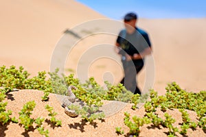 Poison snake and man, dangerous situation in wild nature. Photographer and viper, hidden in the green vegetation. Bitis peringueyi