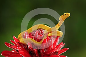 Poison snake from tropic forest. Yellow Eyelash Palm Pitviper, Bothriechis schlegeli, on the red wild flower. Wildlife scene from