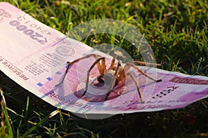 Poison spider safeguarding money.