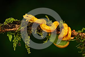 Poison viper snake from Costa Rica. Yellow Eyelash Palm Pitviper, Bothriechis schlegeli, on green moss branch.