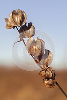 Poisonberry - Nicandra physalodes