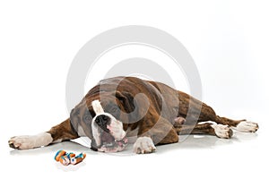 Poisoned boxer dog photo