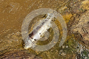 Poisoned fish photo