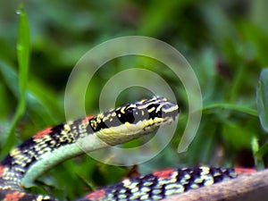 A poisonings snake