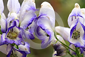 Poisonous aconite in macro photography.