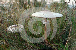 Poisonous Agaricus comtulus growing in the field