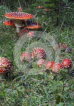 Poisonous Amanita mascara aka fly agaric mushroom in the forest