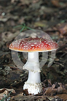 Poisonous Amanita mascara aka fly agaric mushroom in the forest