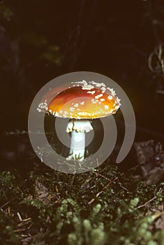 Poisonous amanita mushroom
