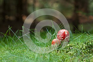 Poisonous Amanita mushrooms