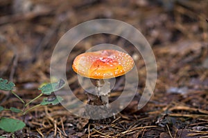 Poisonous amanita mushrooms grow in the forest