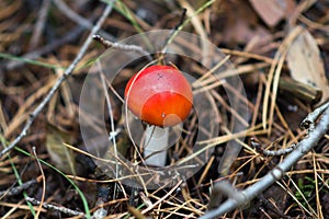 Poisonous amanita mushrooms grow in the forest