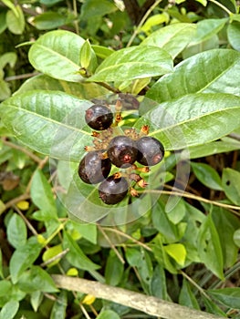 Poisonous berries - Bayas venenosas photo