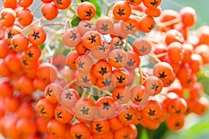 Poisonous Berries