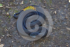 Poisonous black adder .