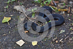 Poisonous black adder.