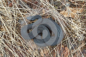 Poisonous black adder.