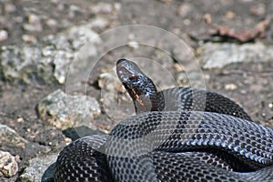 Poisonous black adder.