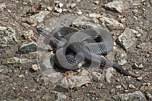 Poisonous black adder.
