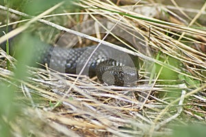 Poisonous black adder in the Forest.