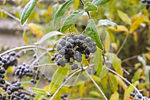 Poisonous black berries on the bush covered with hoarfrost