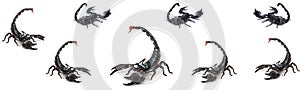 Poisonous black scorpions