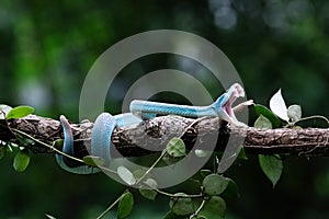 A poisonous blue viper snake is perched on a tree branch & looking for prey