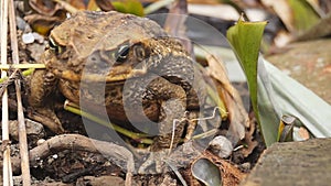 Poisonous brown toad resting on dry soil