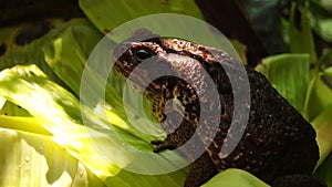 Poisonous brown toad resting on green leaves