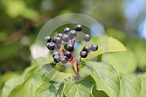 Poisonous buckthorn berries