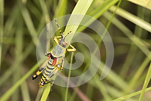 Poisonous bush grasshopper after rains on grass