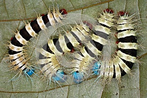 Poisonous caterpillars in the jungles of Ecuador