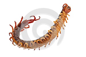 Poisonous Centipede Macrophotography