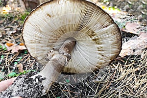 Poisonous Chlorophyllum molybdites close-up.