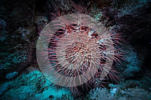Poisonous crown of thorns sea star (Acanthaster plancii, echinoderm)