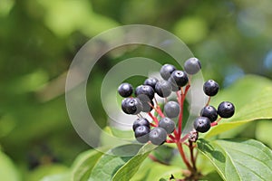 Poisonous dark buckthorn berries