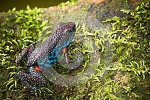 Poisonous dart frog Ameerega ingeri