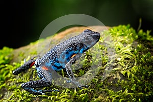 Poisonous dart frog, Ameerega ingeri a dendrobatidae amphibian