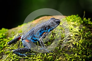 Poisonous dart frog, Ameerega ingeri a dendrobatidae amphibian photo